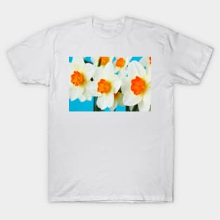 Narcissus  &#39;Barrett Browning&#39;   Division 3  Small-cupped  Daffodil T-Shirt